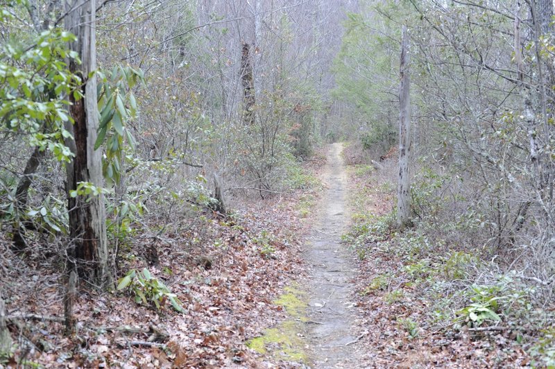 The trail narrows at points to singletrack. It's an easy climb through this portion of the trail.