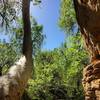 Massive Arizona Sycamores at Montezuma Well