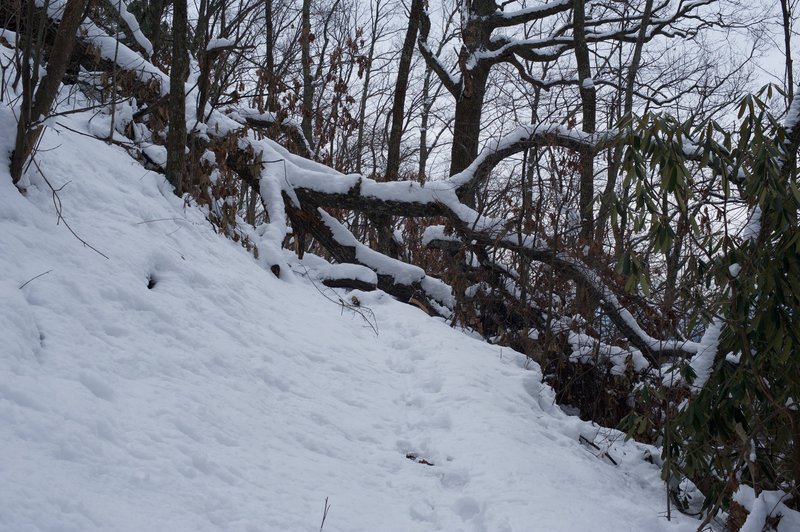 Sometimes downed trees are an obstacle in the winter. The Friends of the Smokies and trail maintenance crews do a great job cleaning up blow downs throughout the year, making it easier for people to enjoy the trails.