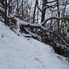 Sometimes downed trees are an obstacle in the winter. The Friends of the Smokies and trail maintenance crews do a great job cleaning up blow downs throughout the year, making it easier for people to enjoy the trails.