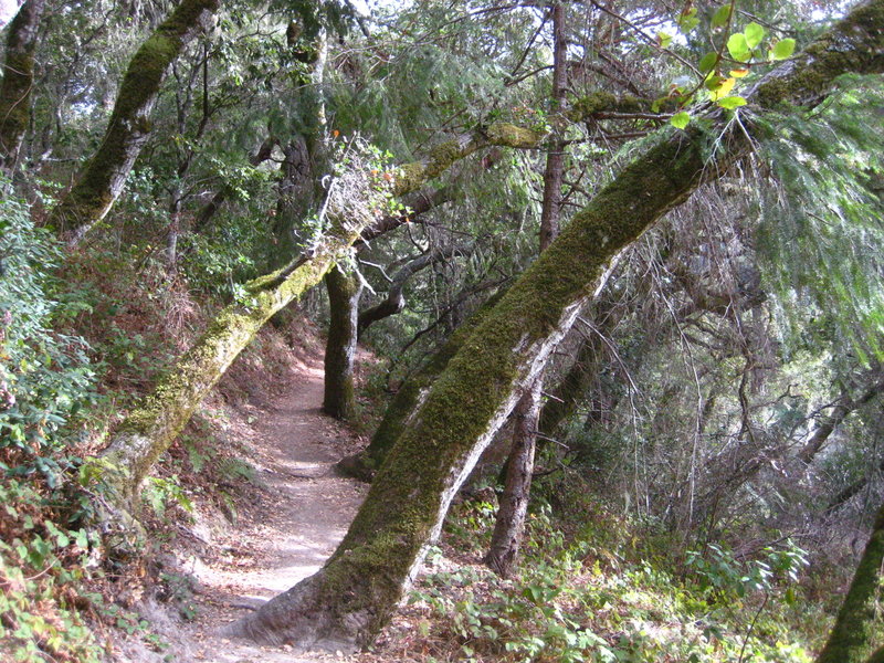 Dip Sea Trail Pine and Coastal Live Oak. The fog that rolls in here is amazing!