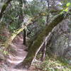 Dip Sea Trail Pine and Coastal Live Oak. The fog that rolls in here is amazing!