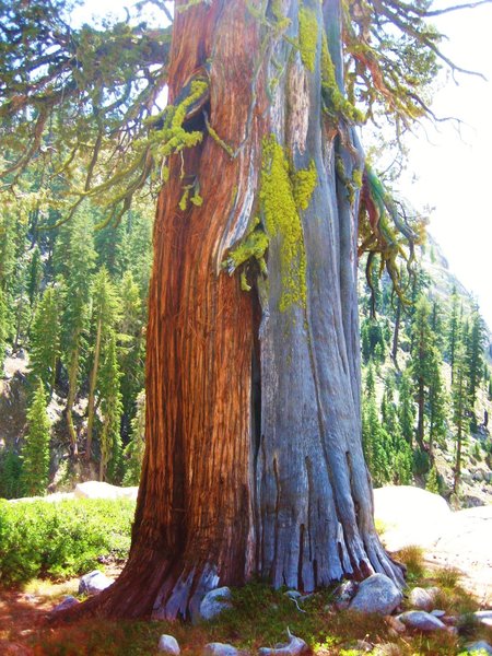 There's a big difference between windward and leeward on the Bell Meadow Trail!