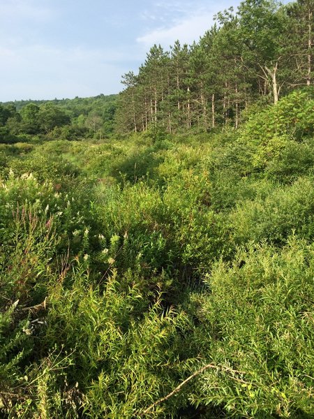 Summer greenery along the trail.