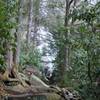 The final climb up to the waterfall on the Ramsay Cascade Trail.