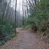 Schoolhouse Gap Trail as it climbs along Spence Branch.  This was an old road that connected Schoolhouse Gap to the Bote Mountain Trail