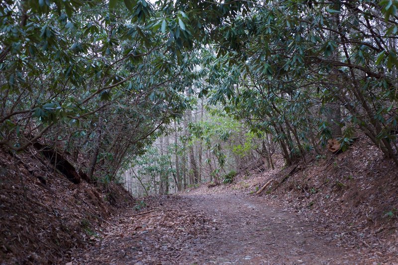 The definition of a Rhododendron tunnel can be found on the Schoolhouse Gap Trail.