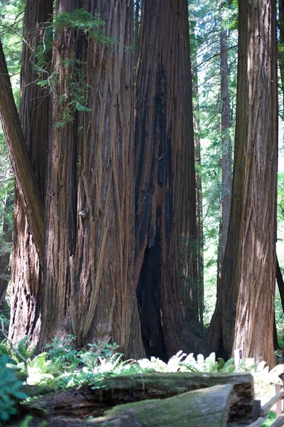 Redwoods are abundant along the Main Trail.