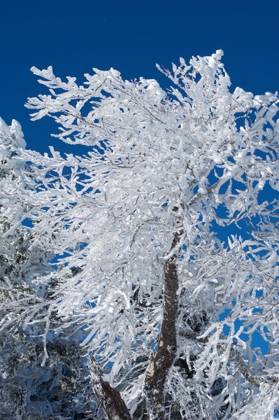 Hoarfrost covers a tree after a winter storm on the AT. It's beautiful in the winter.