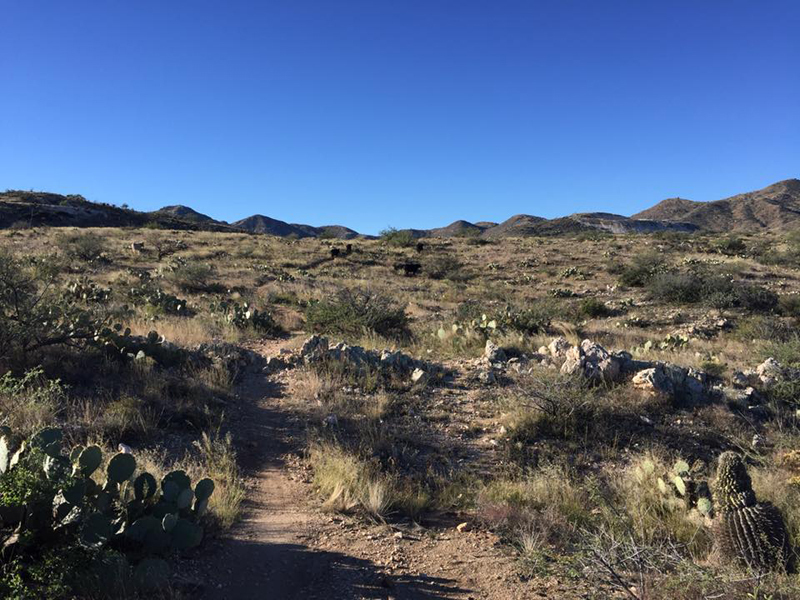 Near the highest point of this loop run, with the Tortolitas in the distance and cows on the trail ahead.