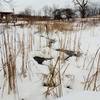 Wetland in the winter near Creek Overlook.