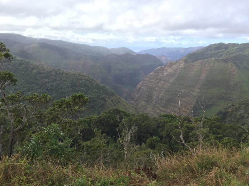 View from the Alakai picnic area.