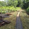 Old and new boardwalk in the swamp.