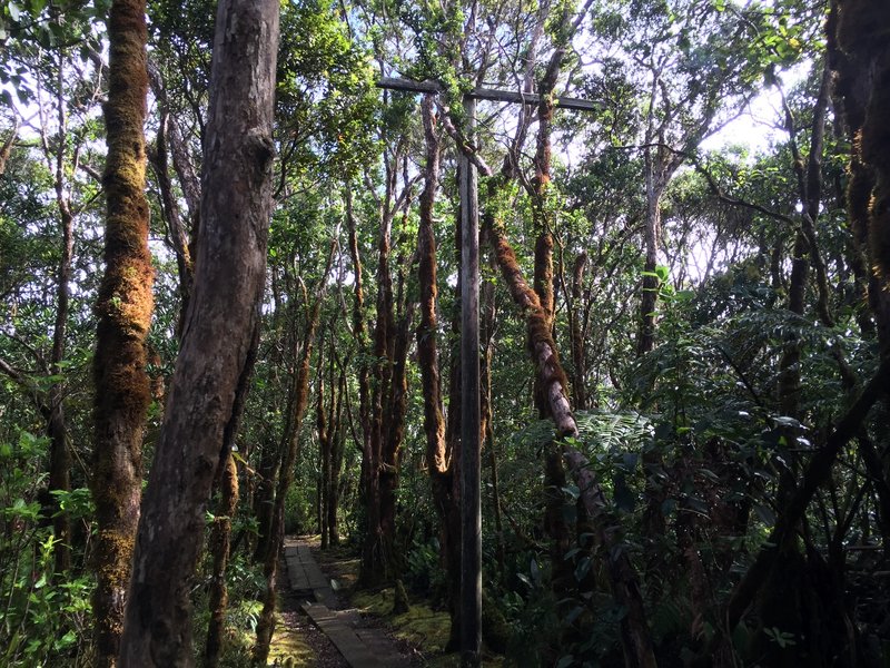 World War 2 era telegraph pole at trail intersection Alakai and Pihea.