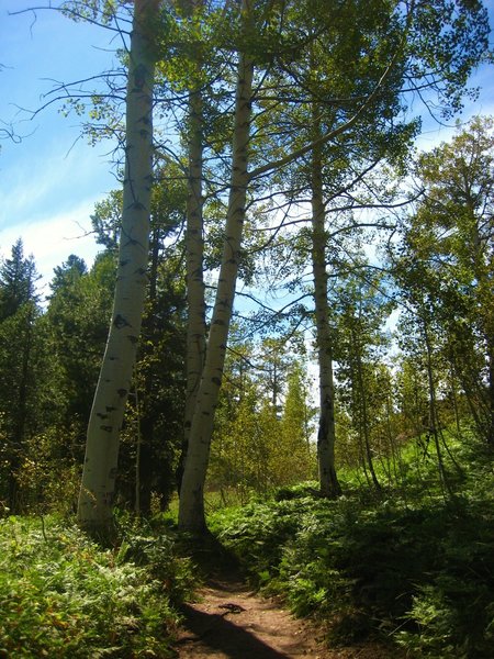 Aspens from out of Grouse Lake. It can be crowded...I suggest only one night camping.