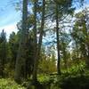 Aspens from out of Grouse Lake. It can be crowded...I suggest only one night camping.