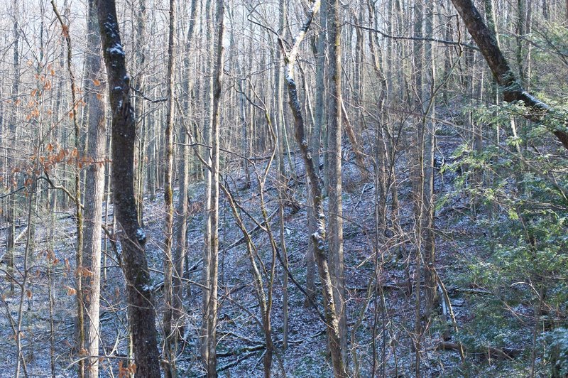 Most of the trees along the trail are younger trees.