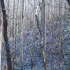 Most of the trees along the trail are younger trees.