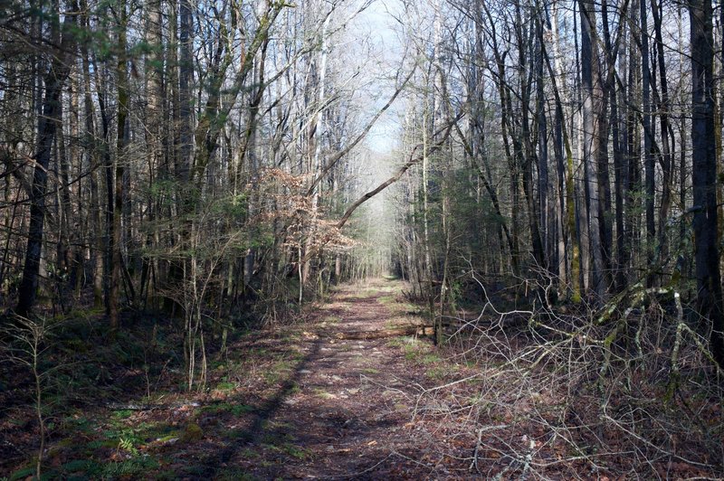 The Sugarlands Trail starts as a wide trail as it works its way to the Sugarlands Community.