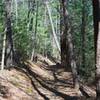 The trail as it follow Turkeypen Ridge.