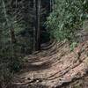 The trail is strewn with rocks and roots as it follows the ridge.