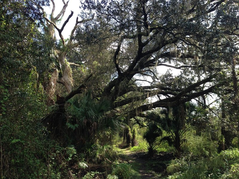 The trail going under an old live oak tree.