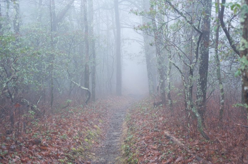 The trail moving uphill as it begins to climb Leadbetter Ridge.