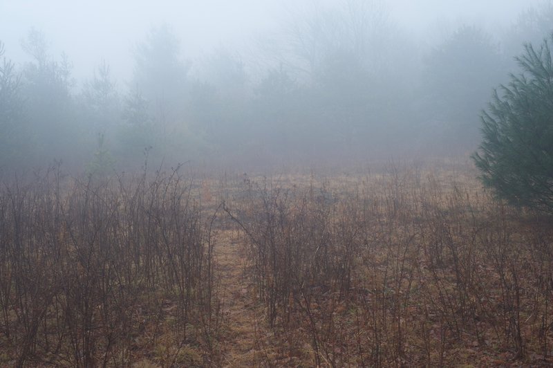 One of the fields becoming overgrown as the forest recovers.