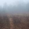 One of the fields becoming overgrown as the forest recovers.