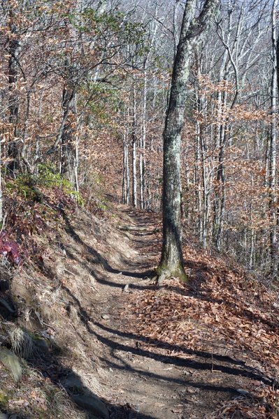 The trail narrows as the AT climbs from Russell Field to Spence Field.