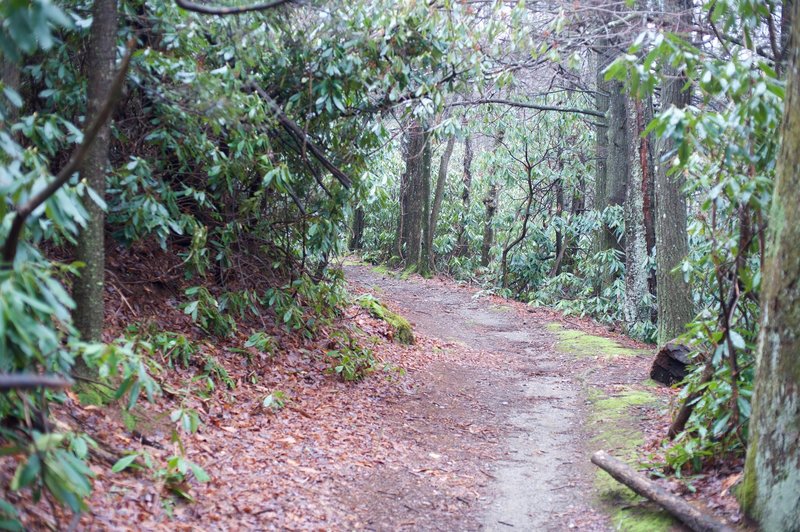 Anthony Creek Trail as it works its way through a rhododendron forest.