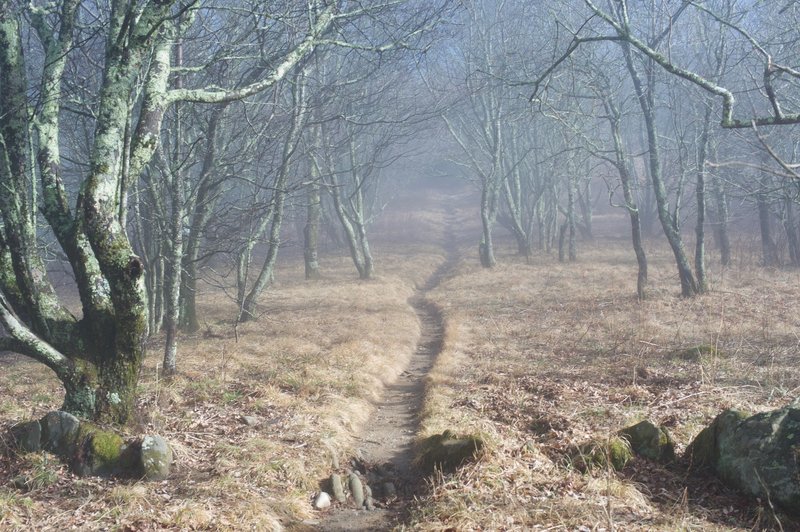 The path narrows as it works its way through the fields of Spence Field. Imagine fields like this being used for cattle grazing when settlers lived in the park.