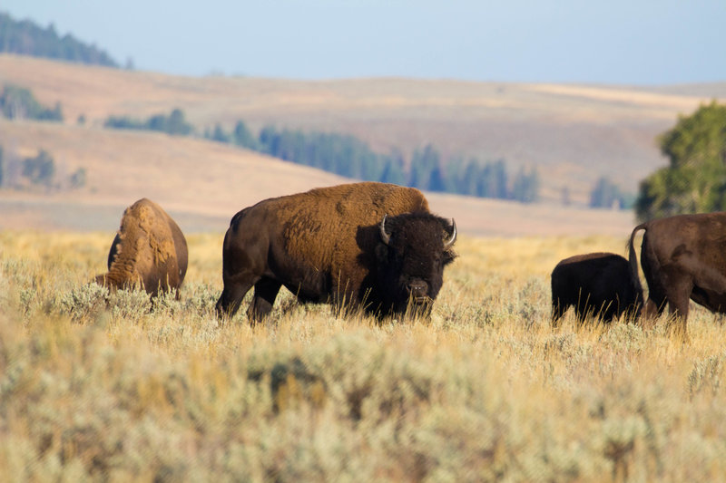 Bison along the Lamar River Trail.