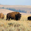 Bison along the Lamar River Trail.