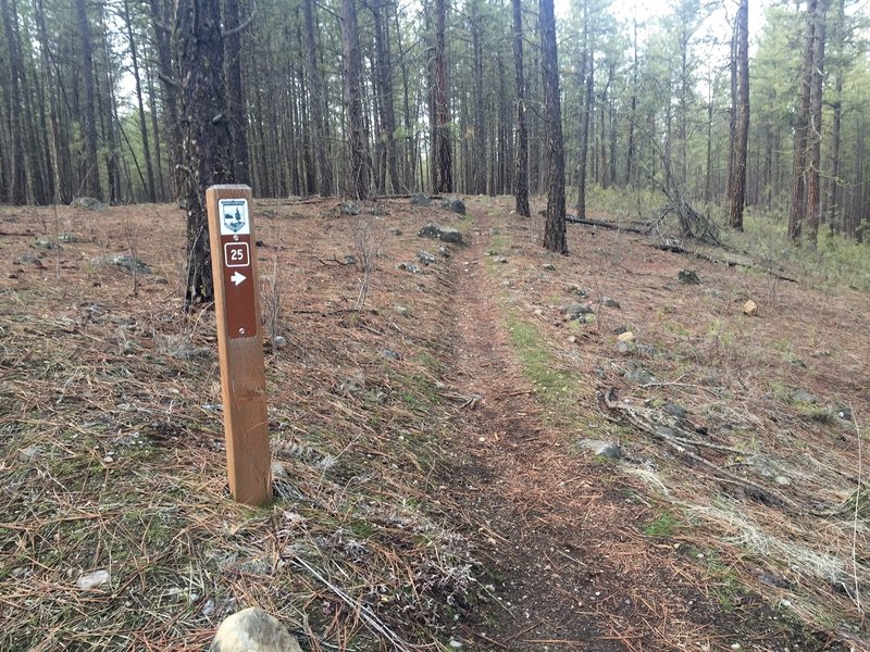 Heading back towards Seven Mile from Deep Creek/State Rd area. The trail follows Seven Mile Rd.