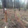 Heading back towards Seven Mile from Deep Creek/State Rd area. The trail follows Seven Mile Rd.