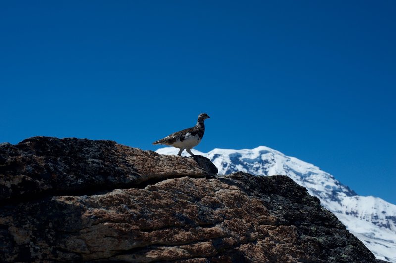 A type of grouse hanging out at the fire tower.