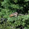 You'll never know what you are going to run into on the trail. This little chipmunk is looking for food along the trail.