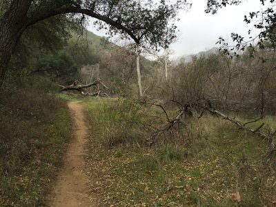 Flat singletrack before it starts to climb.