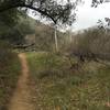 Flat singletrack before it starts to climb.