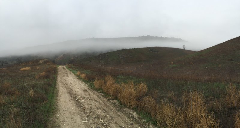 Early morning fog on East Las Virgenes.