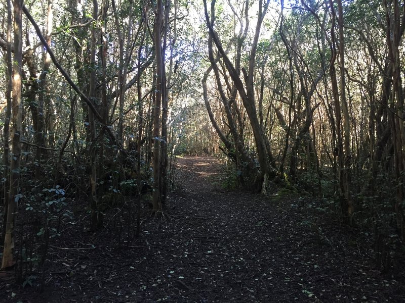 Trail through Ohia forest.