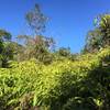 Uluhe ferns just at trail edge.