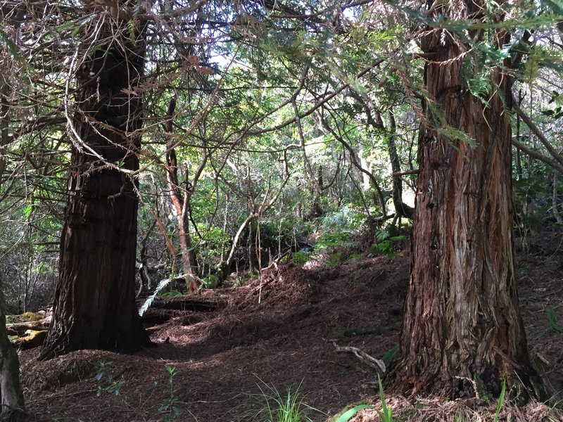 Two redwood trees right off the trail.