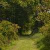 The trail from the woods to the meadow at Crow's Nest Preserve.