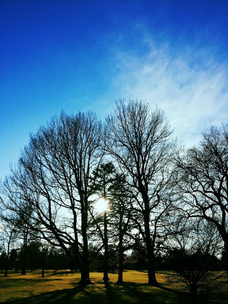 Stand of trees in City Park.