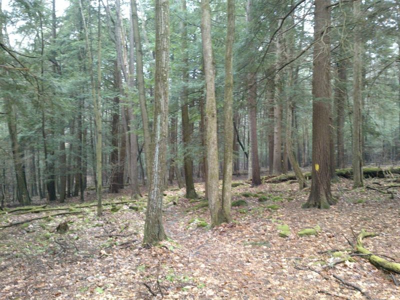 Hemlocks near Miller Run.