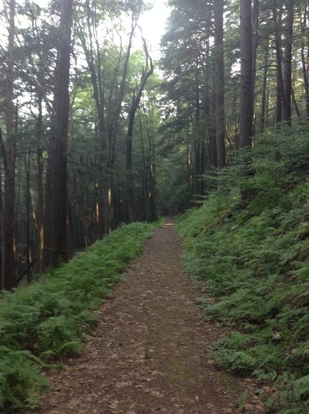 Nice flat portion of trail through hemlocks.