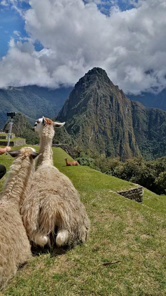 Llamas enjoying the view. The llamas were brought in to help keep the grass cut low, but in a case of unintended consequences their poop actually makes the grass grow faster.