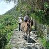 Llamas share the trail on the way up to the Sun Gate. They are bigger than they look - watch your step so they don't bump you off the trail. Note the paving stones - the surface can be uneven at times.